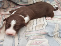 Red and White Tricolor Male
