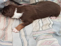 Red and White Tricolor Male