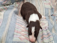 red and white tricolor