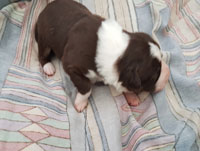 red and white tricolor