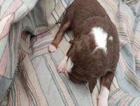 red and white tricolor