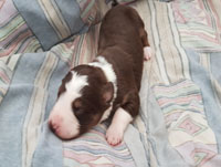 red and white tricolor