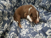 red and white tricolor