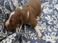 red and white tricolor