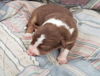 red and white tricolor