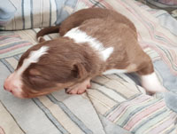 red and white tricolor