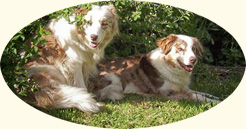 sisters-red merle border collies