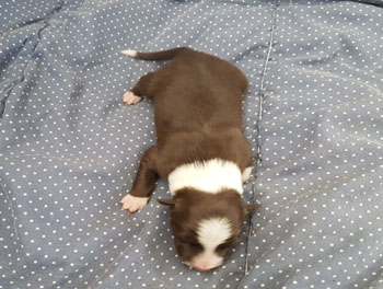 Red Merle Tricolor Male Pup