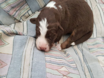 paige working the sheep