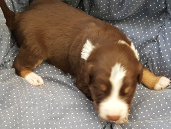 red and white tricolor