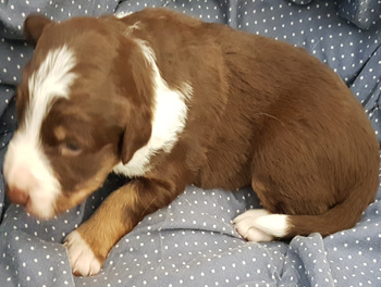 red and white tricolor