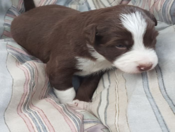 red and white female