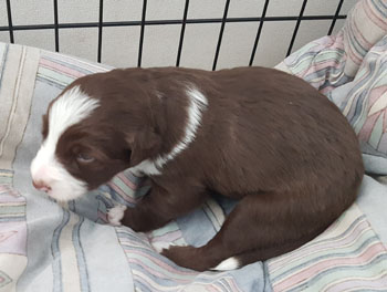 red and white female