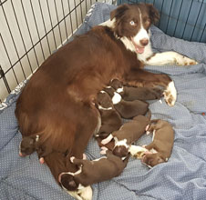 robin and her puppies